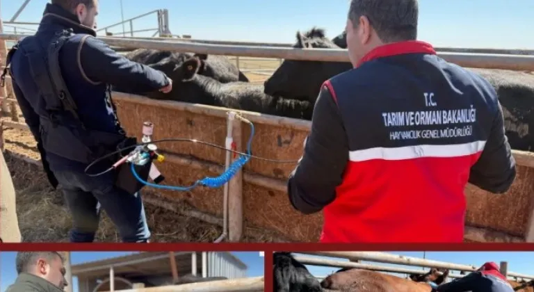 Şap aşısında iğnesiz uygulama deneniyor