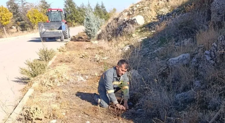 Senirkent’te yeşil dönüşüm: Fidanlar ilçeye can ve renk katıyor