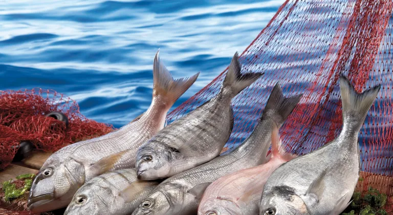 Su ürünleri ilk çeyrekte ihracatını yüzde 24 artırdı... Levrek liderliğini sürdürdü