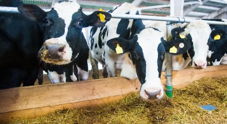 Süt üretiminde düşüş sürüyor: İşletmelerin topladığı süt miktarı azaldı