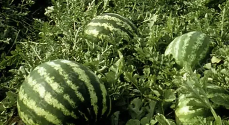 Tarım ÜFE’de yıllık artış yüzde 36,09’a ulaştı