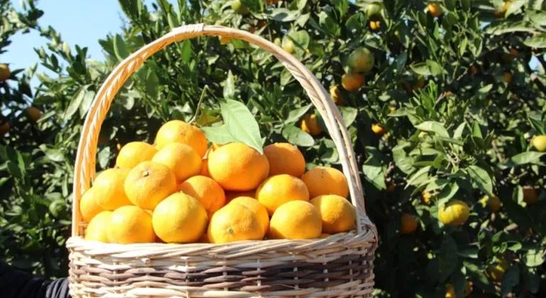 Tarım ürünleri üretici fiyatları yıllık yüzde 40,1 arttı... Aylıkta en yüksek artış turunçgillerde