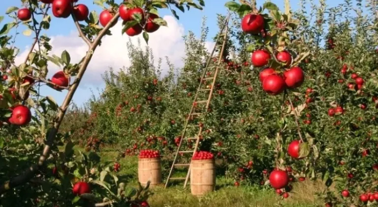 Tarımda Planlı Dönem: Meyve Bahçelerine Kısıtlama Getirildi

