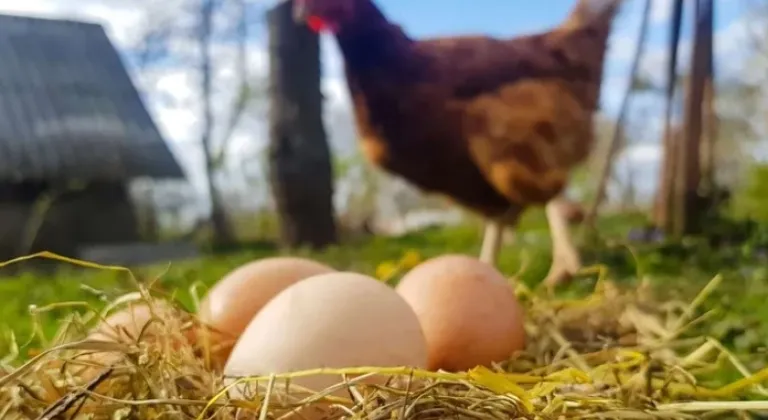 Tavuk Eti Üretimi Yükselirken Yumurta Üretimi Düştü!








