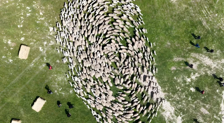 TİGEM’de 'kavuşma' sevinci... Koyun ve kuzular buluştu