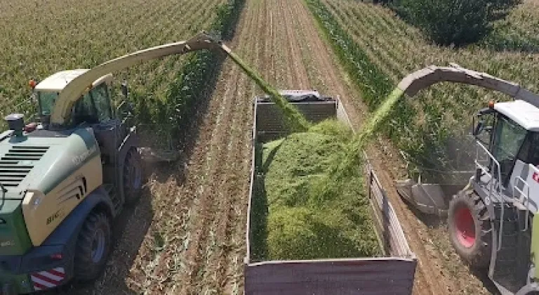 TİGEM’den bin 500 tonluk mısır silaj hizmeti ihalesi