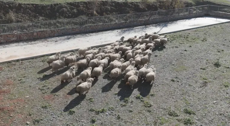 TOGÜ Rektörü Yılmaz: Tescilli Karayaka ırkını geleceğe taşıyoruz