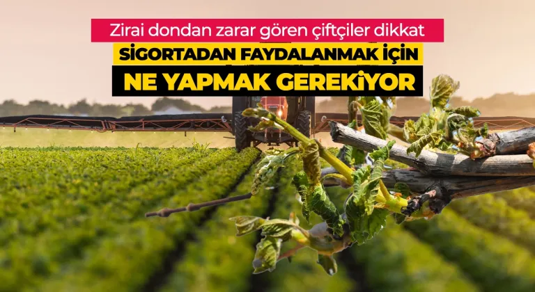 Tokatlı çiftçiler zirai don zararları için TARSİM'den nasıl faydalanacak; işte cevabı