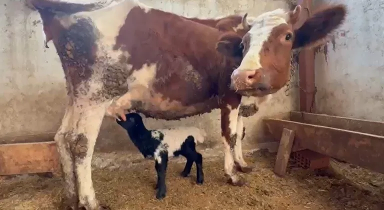 Tokat’ta annesi ölen kuzuyu inek emziriyor