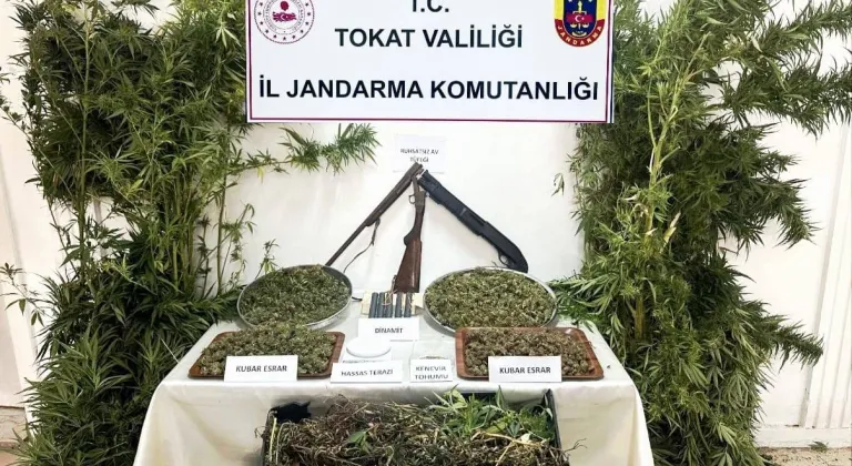 Tokat’ta kaçak kenevir operasyonu: 1 kişi gözaltına alındı