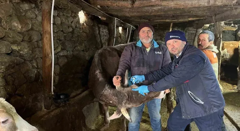 Tokat'ta şap hastalığına karşı yoğun mesai