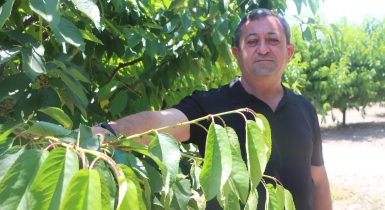 Tokat'ta zirai don kirazı vurdu: 20 bin tonluk rekolte sıfıra indi