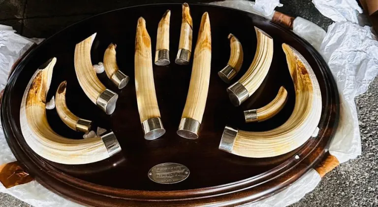 Trabzon'da yaban hayatı kaçakçılığı... 19 kargo ele geçirildi!