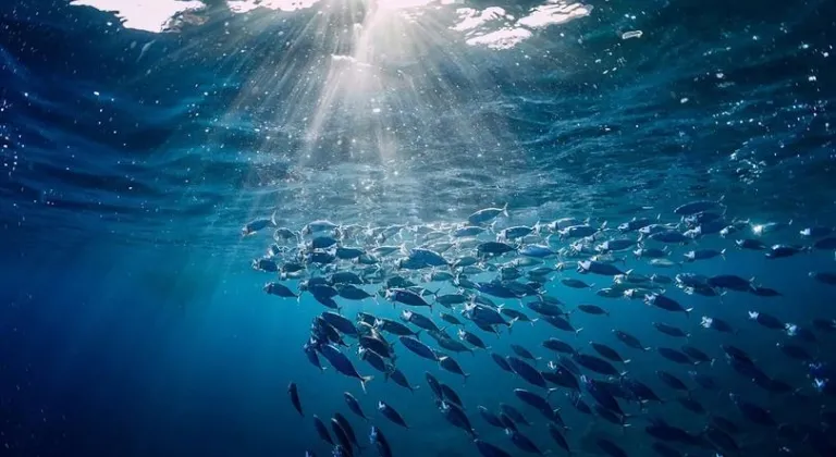 Türkiye, Hint Okyanusu Ton Balığı Komisyonu’nda Gözlemci Ülke Oldu