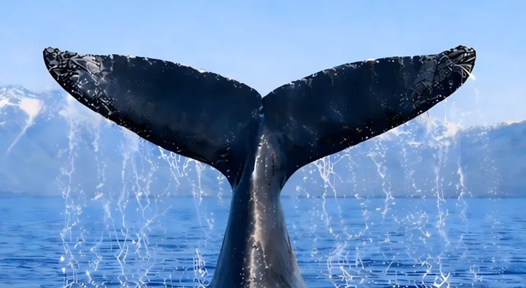 Türkiye, Uluslararası Balinacılık Komisyonu'nda