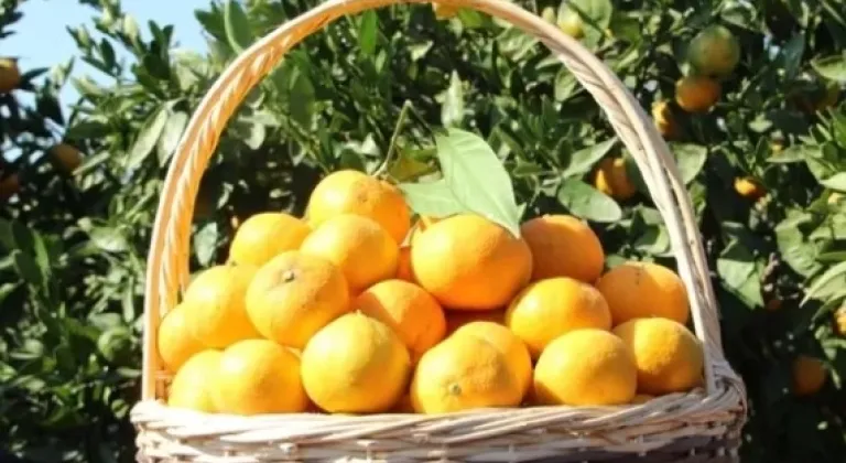 Turunçgiller, Tarım Ürünleri Arasında Öne Çıkıyor







