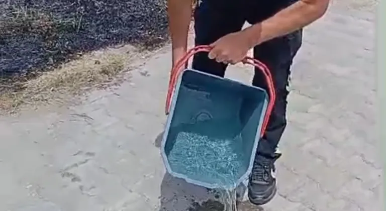 Yanan otların arasından kaplumbağayı kurtardılar
