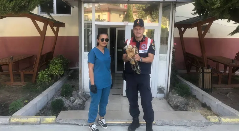 Yaralı kızıl şahin tedavi altına alındı