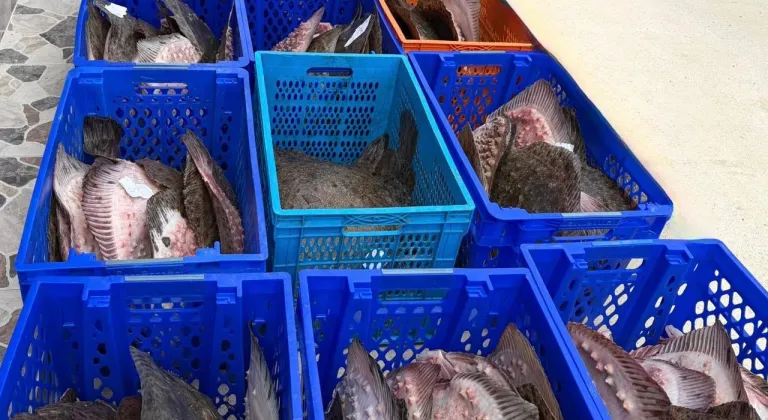 Yasadışı kalkan avcılığına müdahale! 169 balık Darülaceze'ye teslim edildi