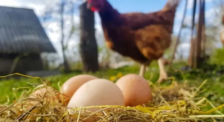 Yumurta İhracatında Fon Kesintisi Uygulaması