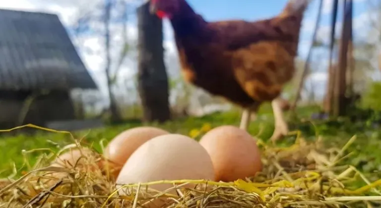 Yumurta üretimi azaldı!  Tavuk eti üretimi arttı!