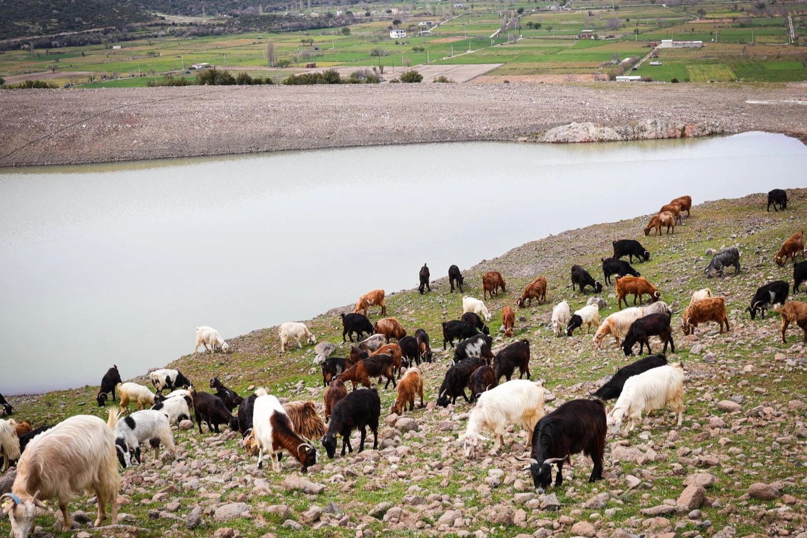 Benzer Haber