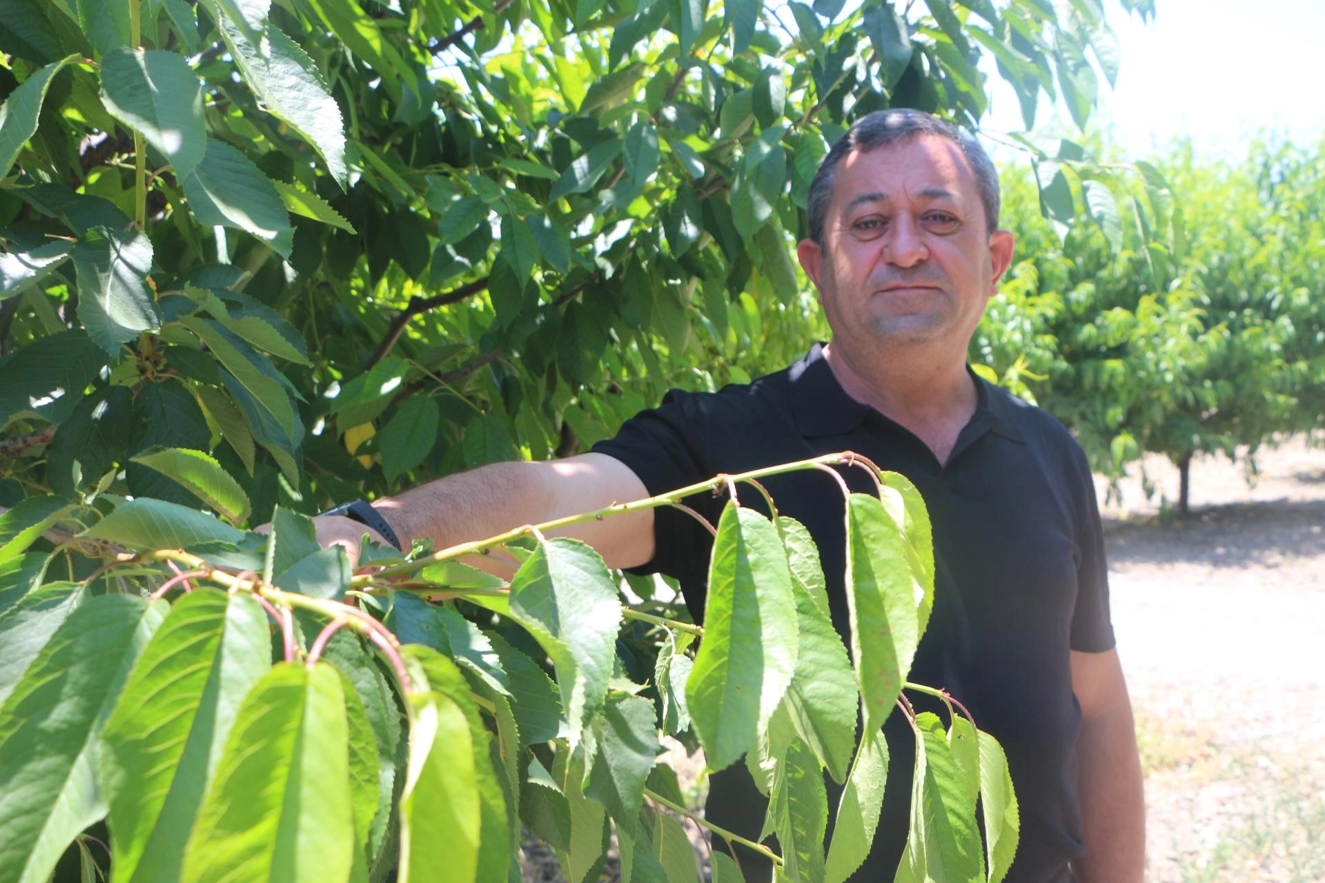 Benzer Haber