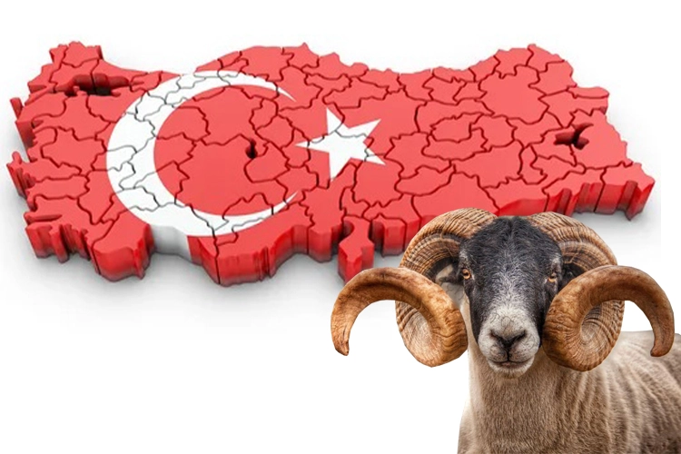 Benzer Haber